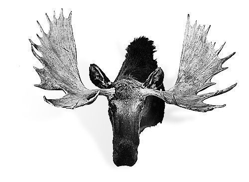 Third place, moose